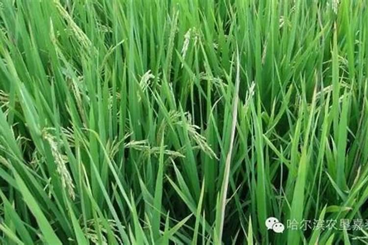水稻打苞其间植株发黄追什么肥料？