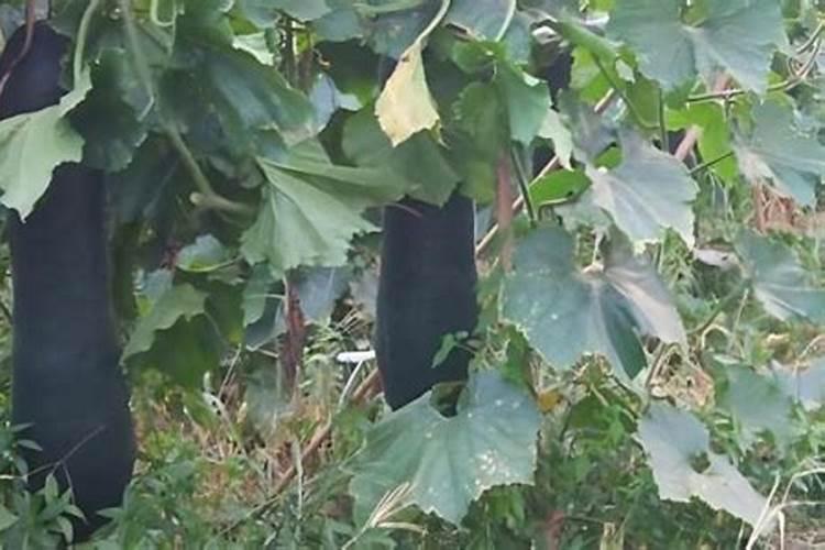 黑皮冬瓜的高产种植技术