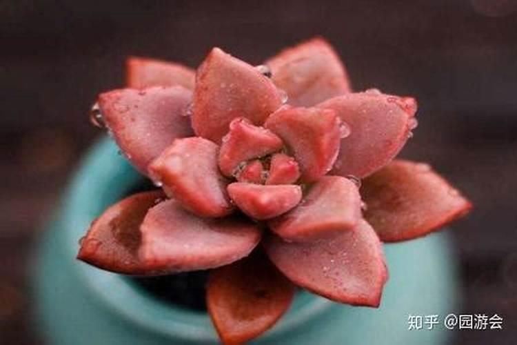 落地生根养家里吉利吗,不吉利容易破财还影响睡眠