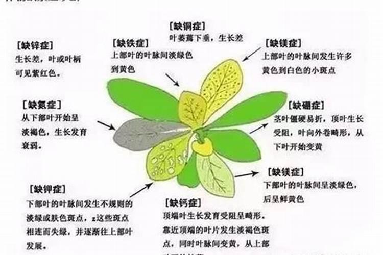 中量元素篇:各种元素的生理作用以及元素缺乏症状表现