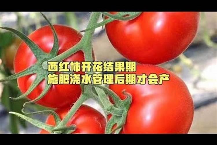 西红柿开花时是否要施肥