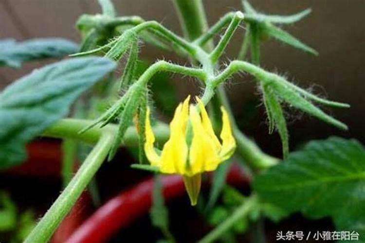 很多农民种植西红柿会施叶面肥,这么做有什么好处呢？