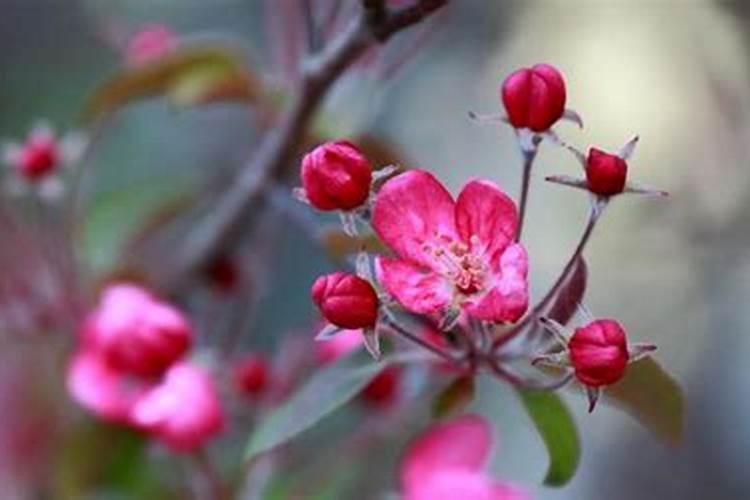 海棠花施什么肥好