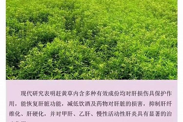植物叶子发黄用什么肥,需及时的追施氮复合肥