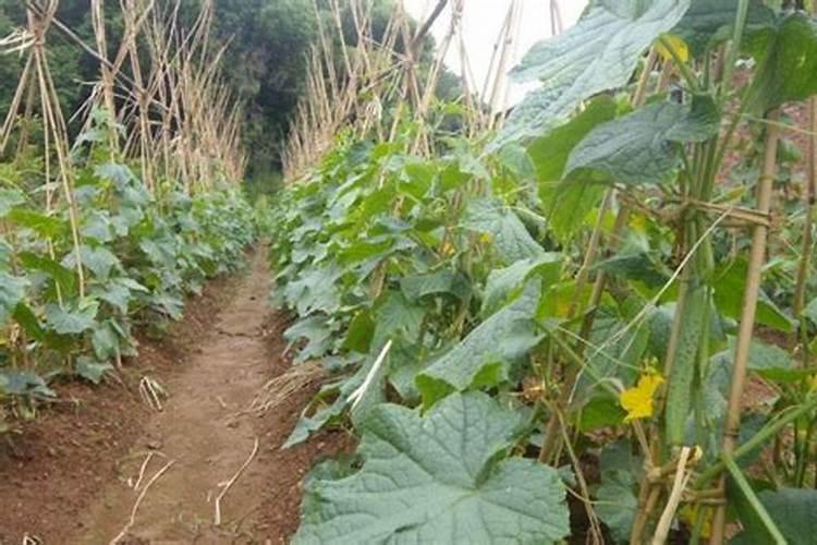 露地秋黄瓜如何整地施肥？