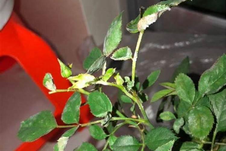 月季施肥和打药要错开时间吗