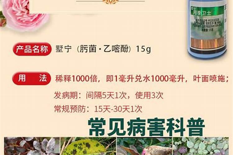 种植月季花用什么土？
