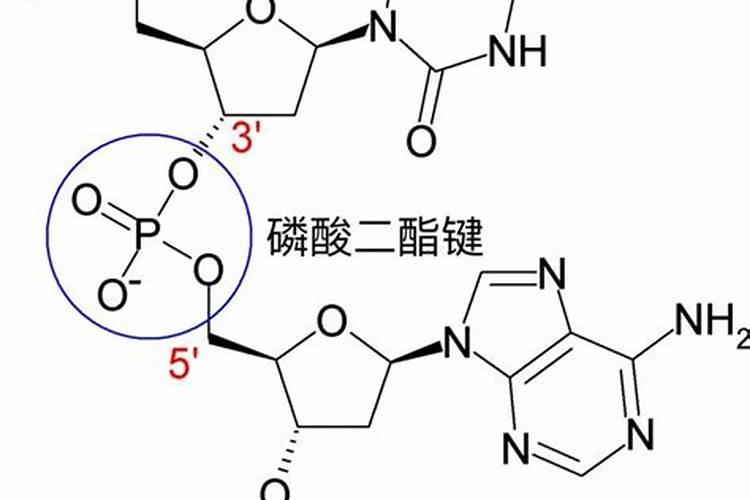 甘油磷酸钠的作用