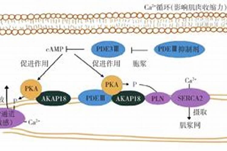 工业级磷酸有什么用