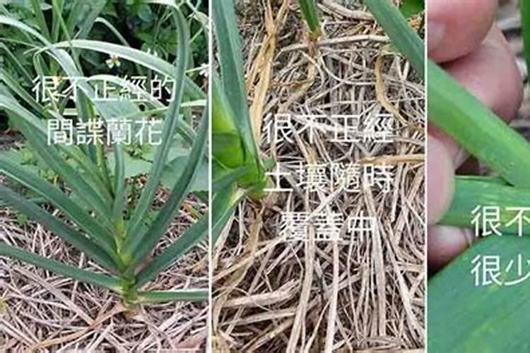 葡萄花前用什么肥