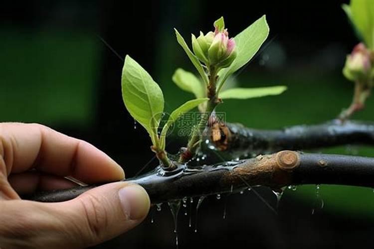 怎样种菜长得快又好