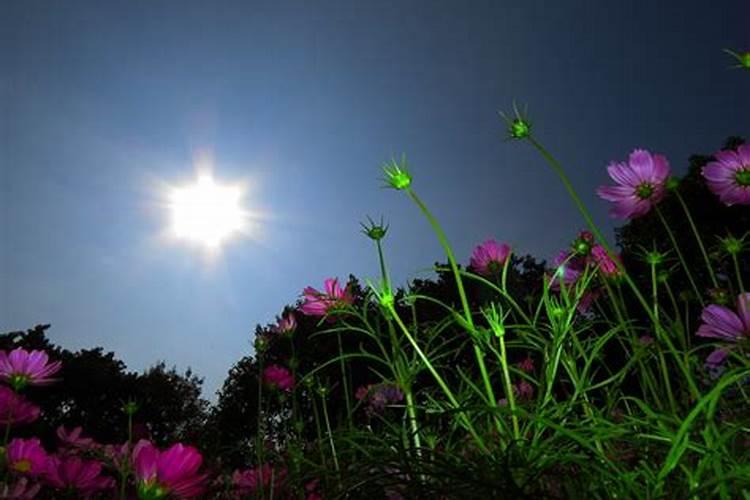 俗话说“万物生长靠太阳,植物生长靠营养”.欲使油菜根系发达,根据所学...