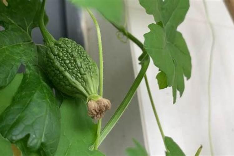 钙镁磷肥好处