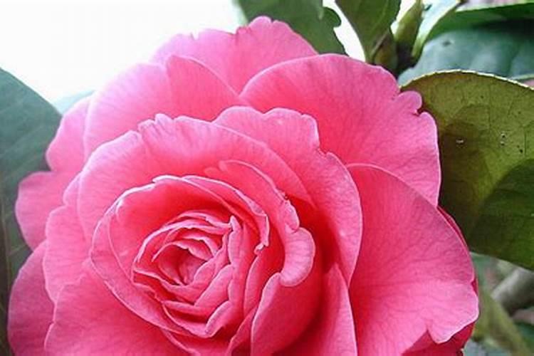 茶花长芽前如何施肥新芽更粗壮