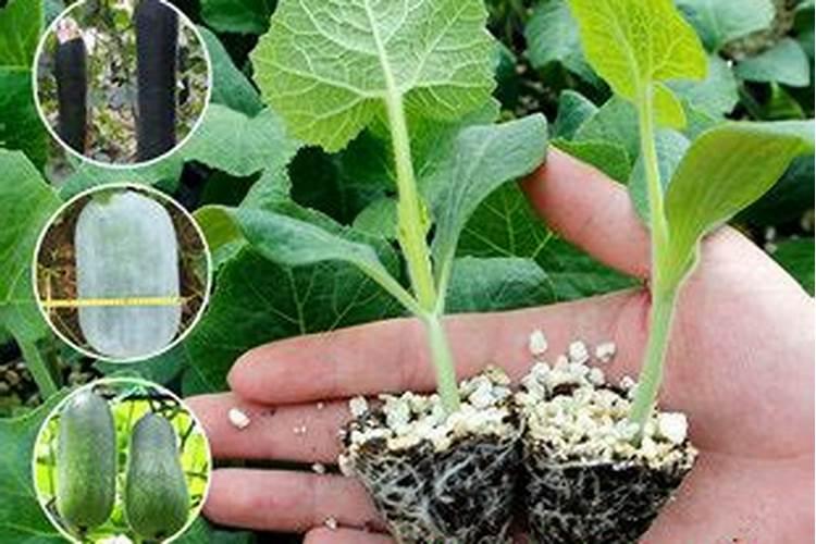 科学冬瓜冲施肥含的主要成分是啥？