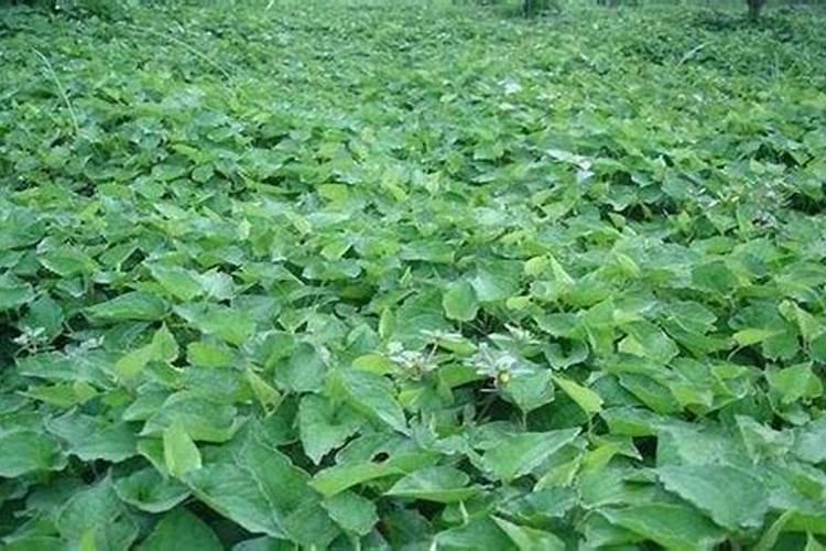 折耳根既是食材也是药材,该如何种植呢？