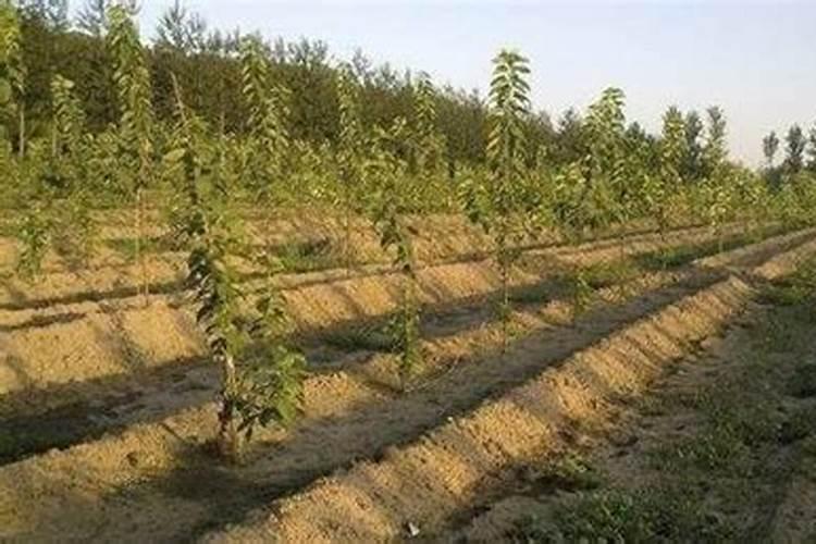 芸苔素多久喷一次,什么时候不能喷,什么情况下使用