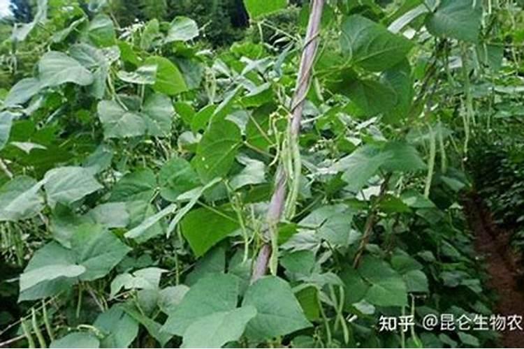 豆角喷什么药高产