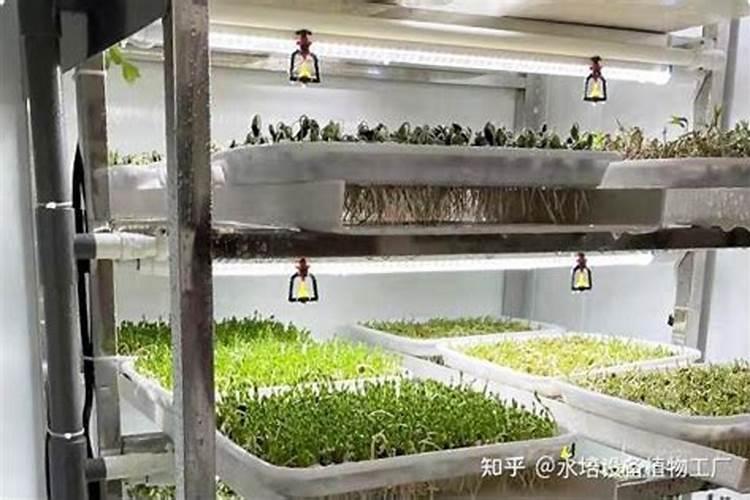 叶面肥怎么用？小麦叶面肥。