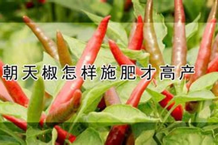 麦茬朝天椒如何选种 麦茬朝天椒怎么追肥