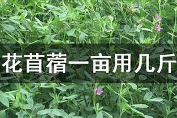 紫花苜蓿一亩需要多少斤肥料呢花卉百科