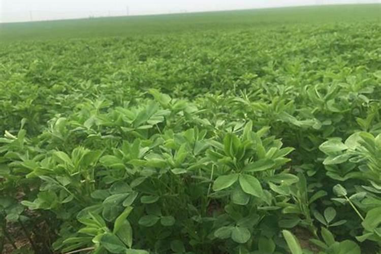紫花苜蓿初期施什么肥料花卉百科