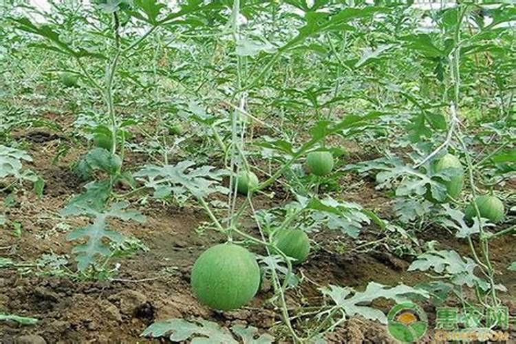 西瓜坐住开始,可以开始喷施叶面肥了吗？
