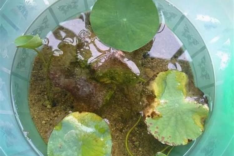 水溶肥的使用方法