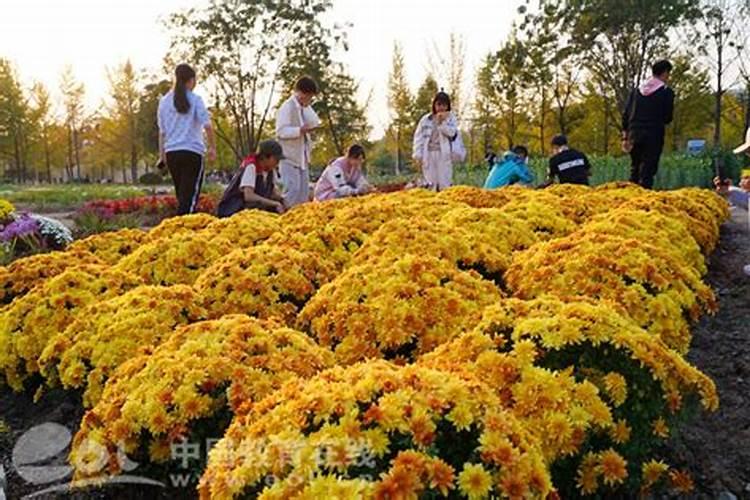钙叶面肥对菊花起什么作用？