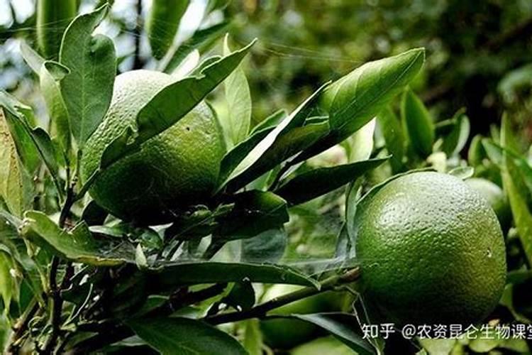 怎样用烂樱桃制作叶面肥料？