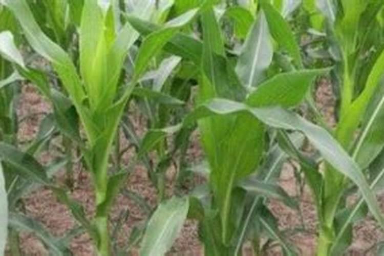 玉米晚苗喷什么叶面肥能促使早熟
