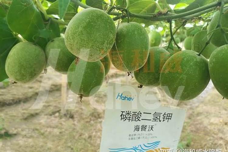 罗汉果施肥过多,造成罗汉果裂果怎么办