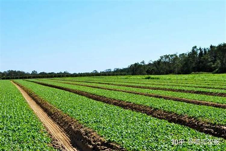 哪些肥料不能混合施用 什么肥料不能混合施用