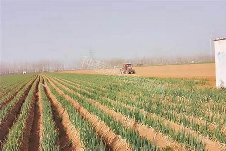 香葱用什么肥料长得好