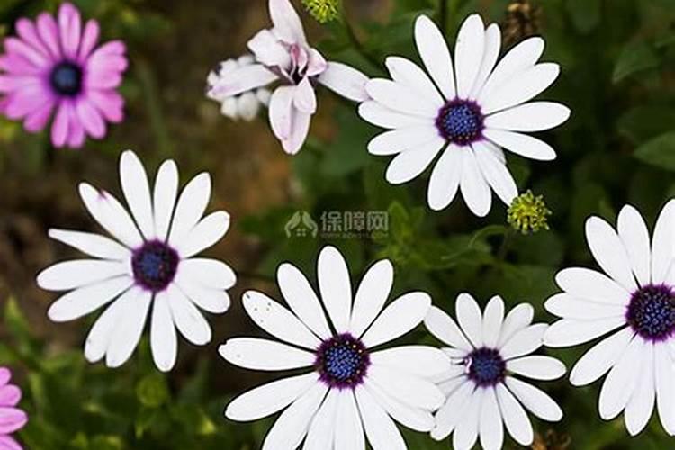 葡萄施钾肥时间和方法