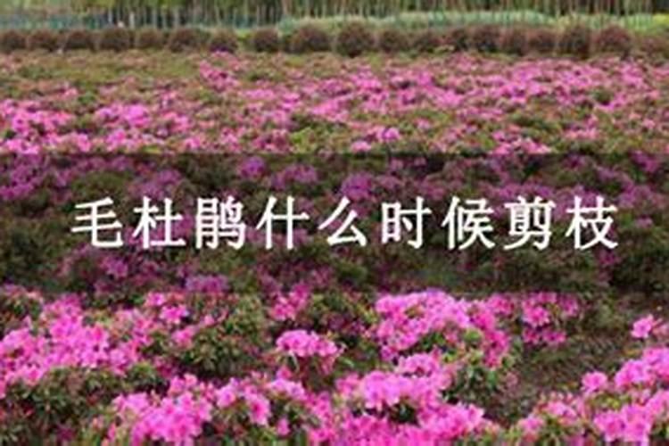 毛杜鹃盆景什么时候施肥最好