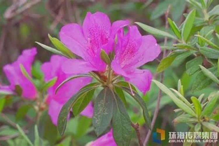 毛杜鹃一年开几次花