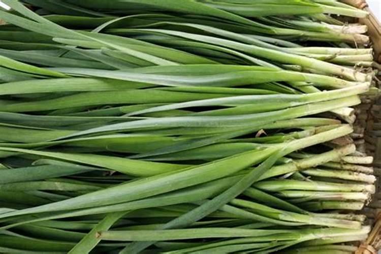 韭菜种植有3个诀窍,种出来又宽又厚