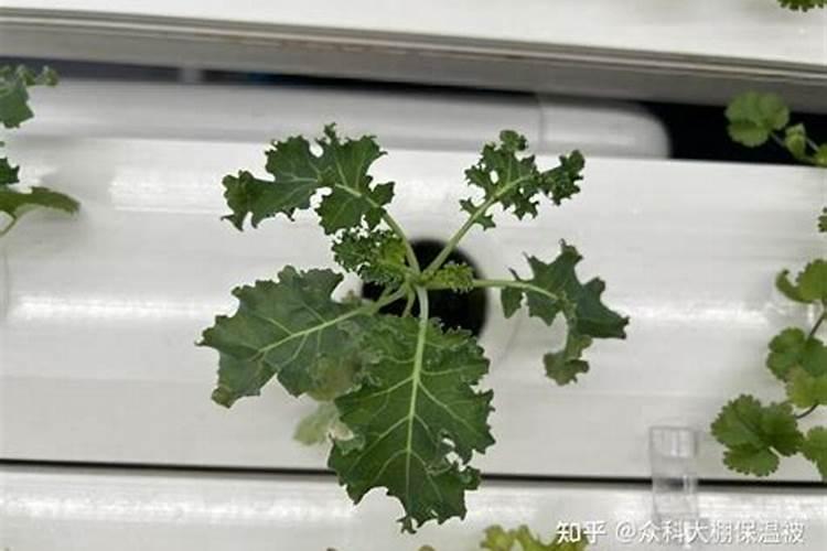 苦苣菜日光温室栽培技术 病虫害怎么防治