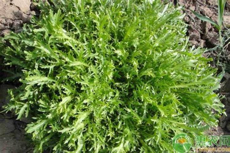 在花盆里种菜,对土质有哪些要求？我种了苦菜和生菜,都没出苗,是不是土...