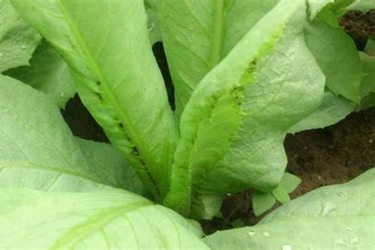 苦菜的栽培方法苦菜的养护技巧