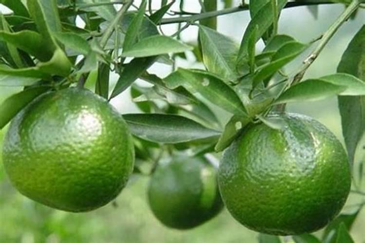 新会柑种植与管理方法