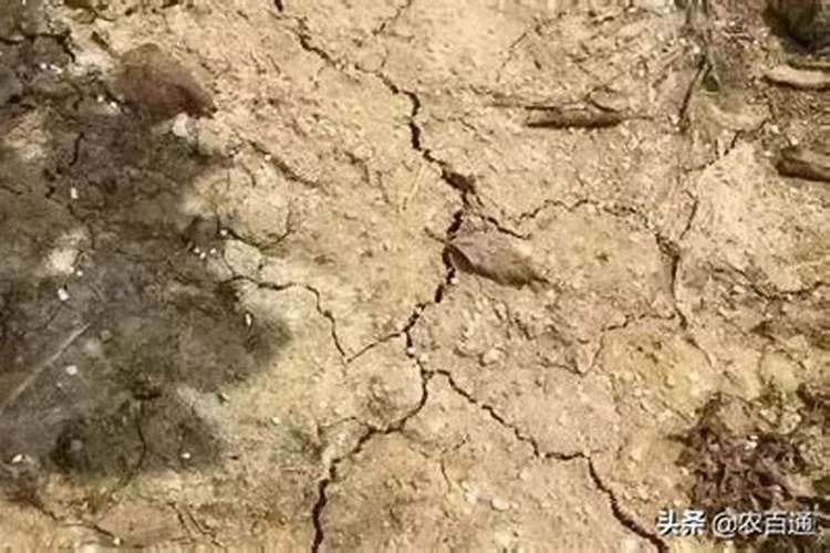 一般施肥多少天能吸收
