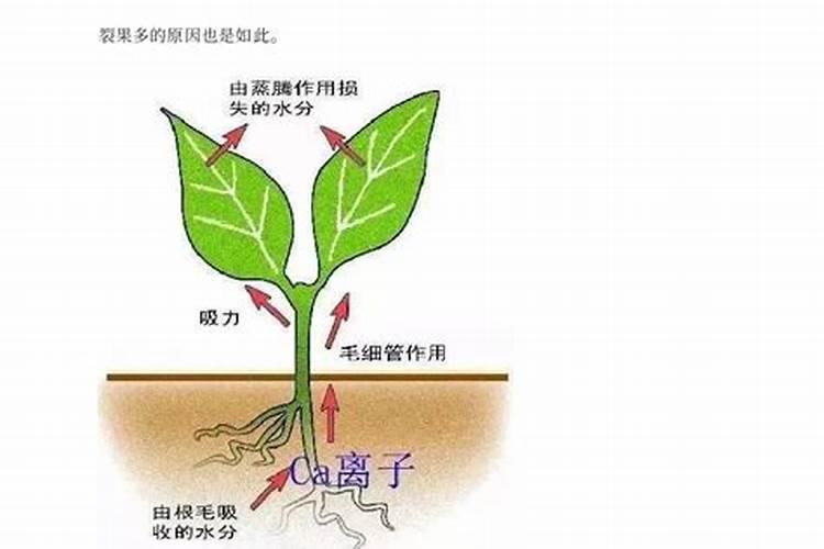 芸苔素产品很多,那些在果树上用好