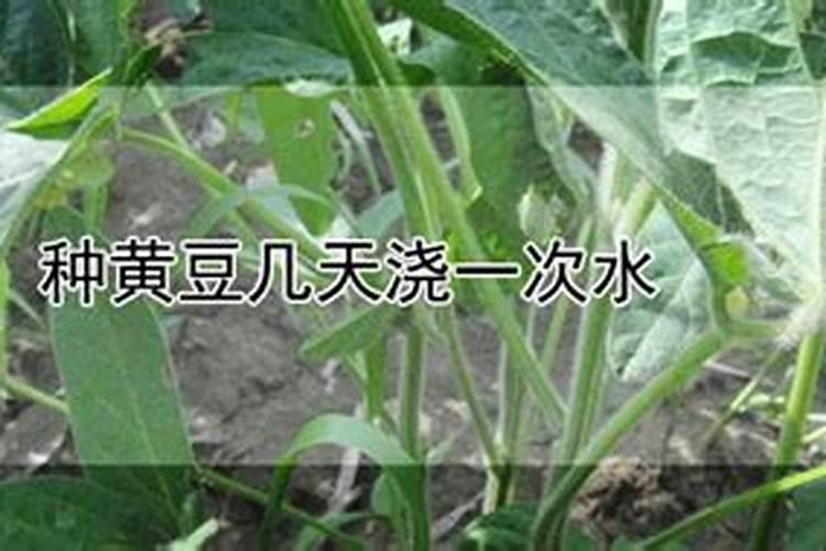 如何施用大豆叶面肥