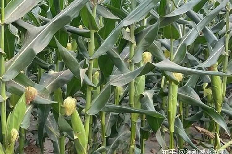 什么是鱼蛋白肥料,鱼蛋白肥料作用及使用方法