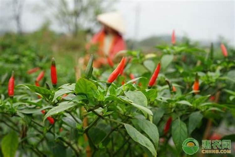 哪些花浇了钙片后长得特别好？