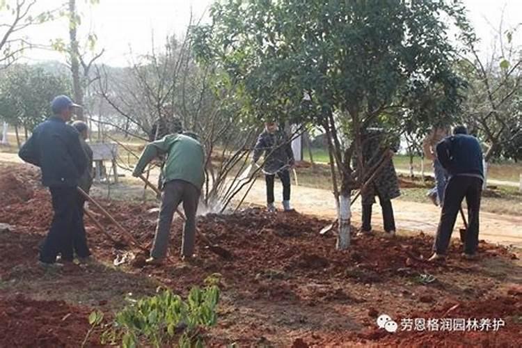银杏树移栽后的养护