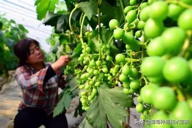 专家请问我是户太八号葡萄什么时间打坐果药好