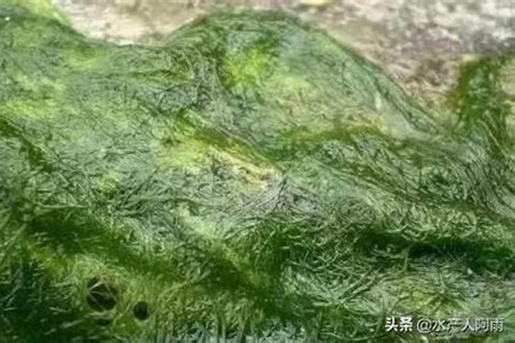 有青苔了可以用磷肥肥水吗